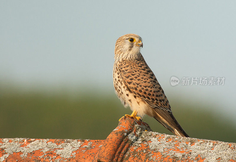 雌红隼(Falco tinnunulus)